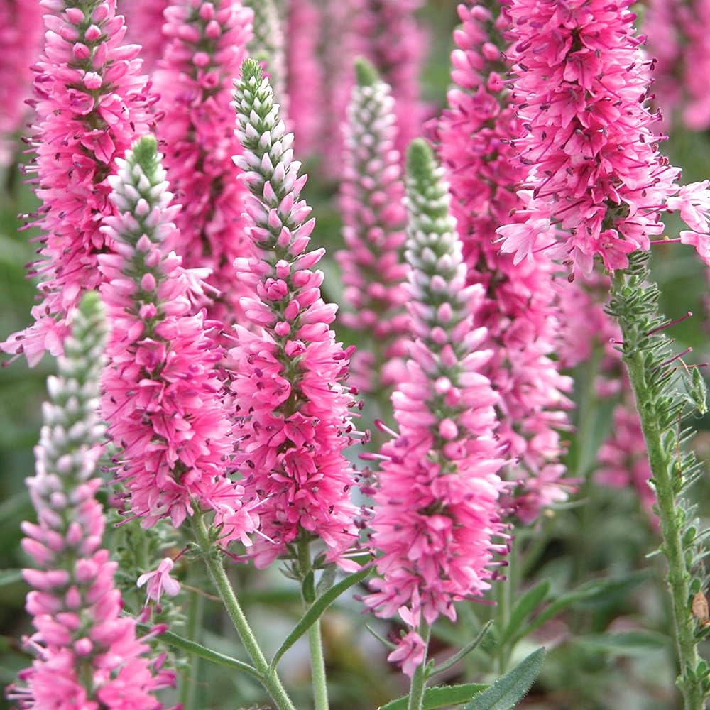 63＊暑さ寒さに強い宿根草ベロニカ（ハミングバード） 63＊暑さ寒さに強い宿根草ベロニカ（ハミングバード）